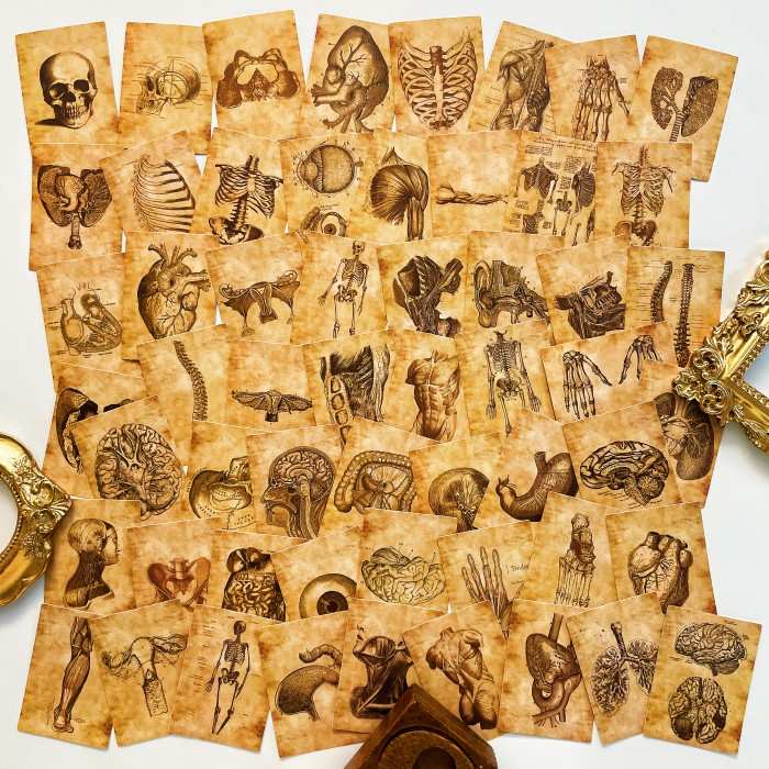 Anatomy Skeleton Sticker 56PCS
