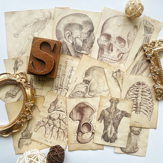 Skeletal Framework Coffee Stained Papers