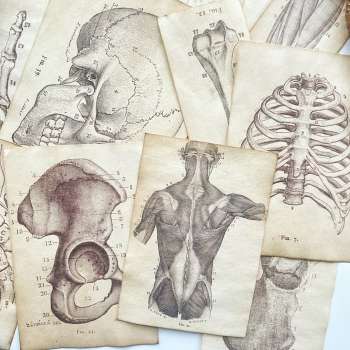 Skeletal Framework Coffee Stained Papers