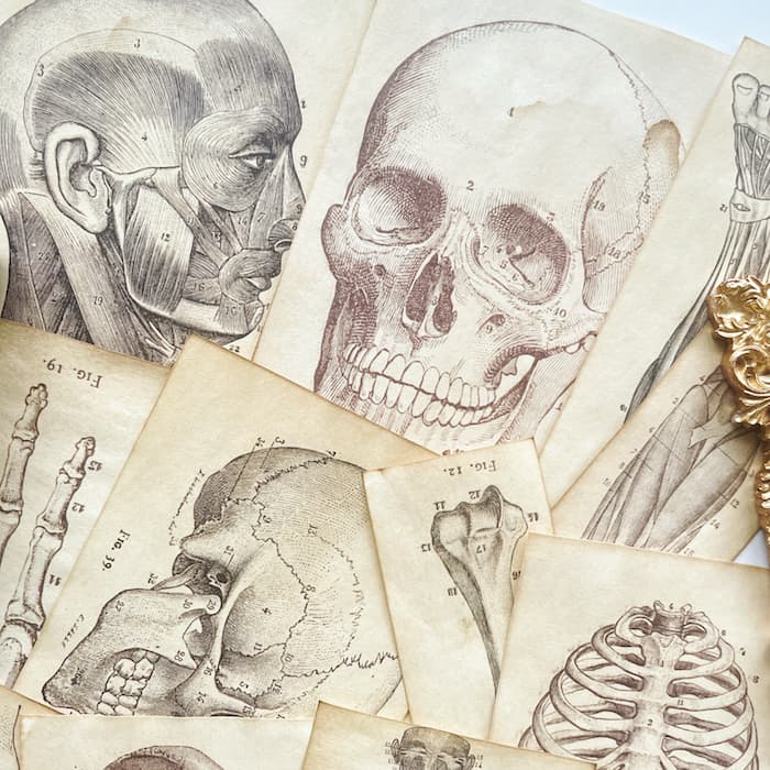 Skeletal Framework Coffee Stained Papers