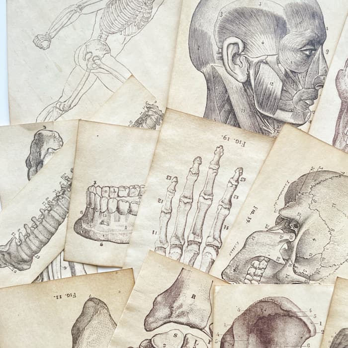 Skeletal Framework Coffee Stained Papers