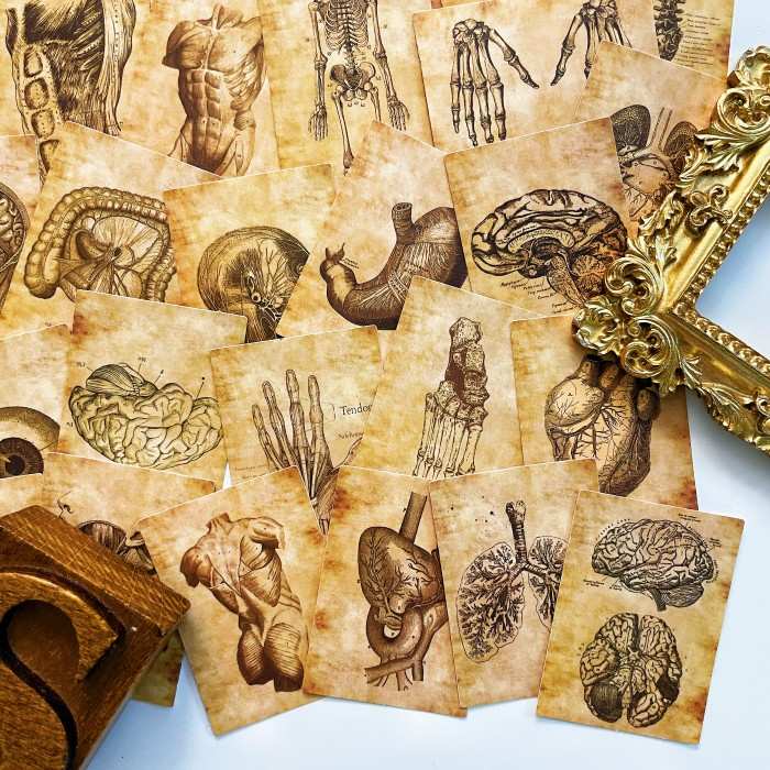 Anatomy Skeleton Sticker 56PCS