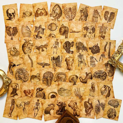 Anatomy Skeleton Sticker 56PCS