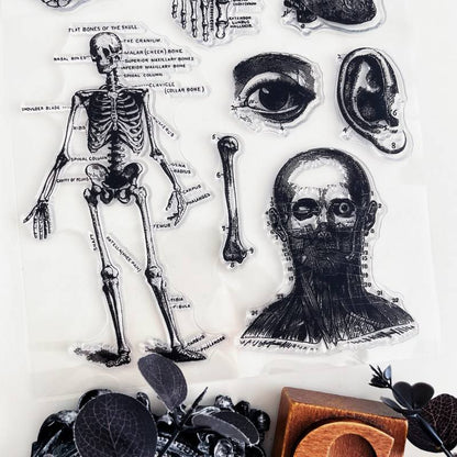 Forgotten Anatomy Clear Stamp