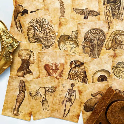 Anatomy Skeleton Sticker 56PCS