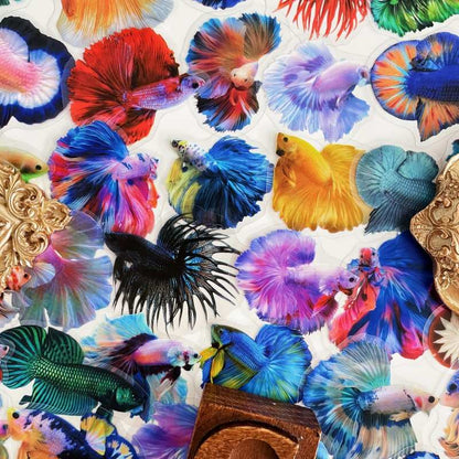 Color Betta Sticker 50PCS