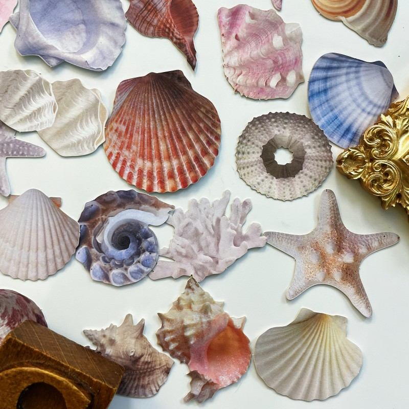 Shell Basket Sticker 60PCS