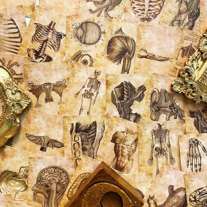 Anatomy Skeleton Sticker 56PCS