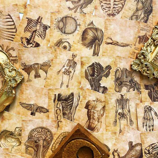 Anatomy Skeleton Sticker 56PCS