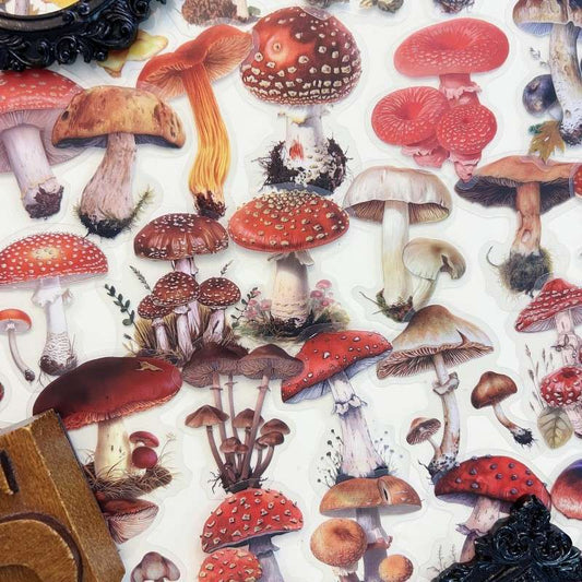 Oldwood Fungi Sticker 50PCS
